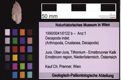 Foto (Objekt + Etiketten) von Decapoda indet. (NHMW-GEO-1990-0041-0122b)